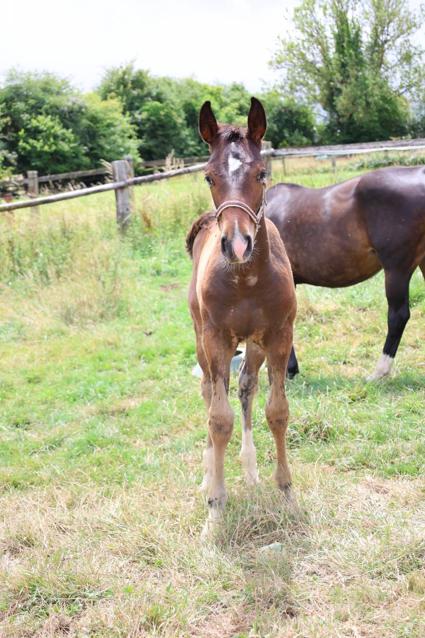 Colt Origin Recorded For sale 2026 Bay
