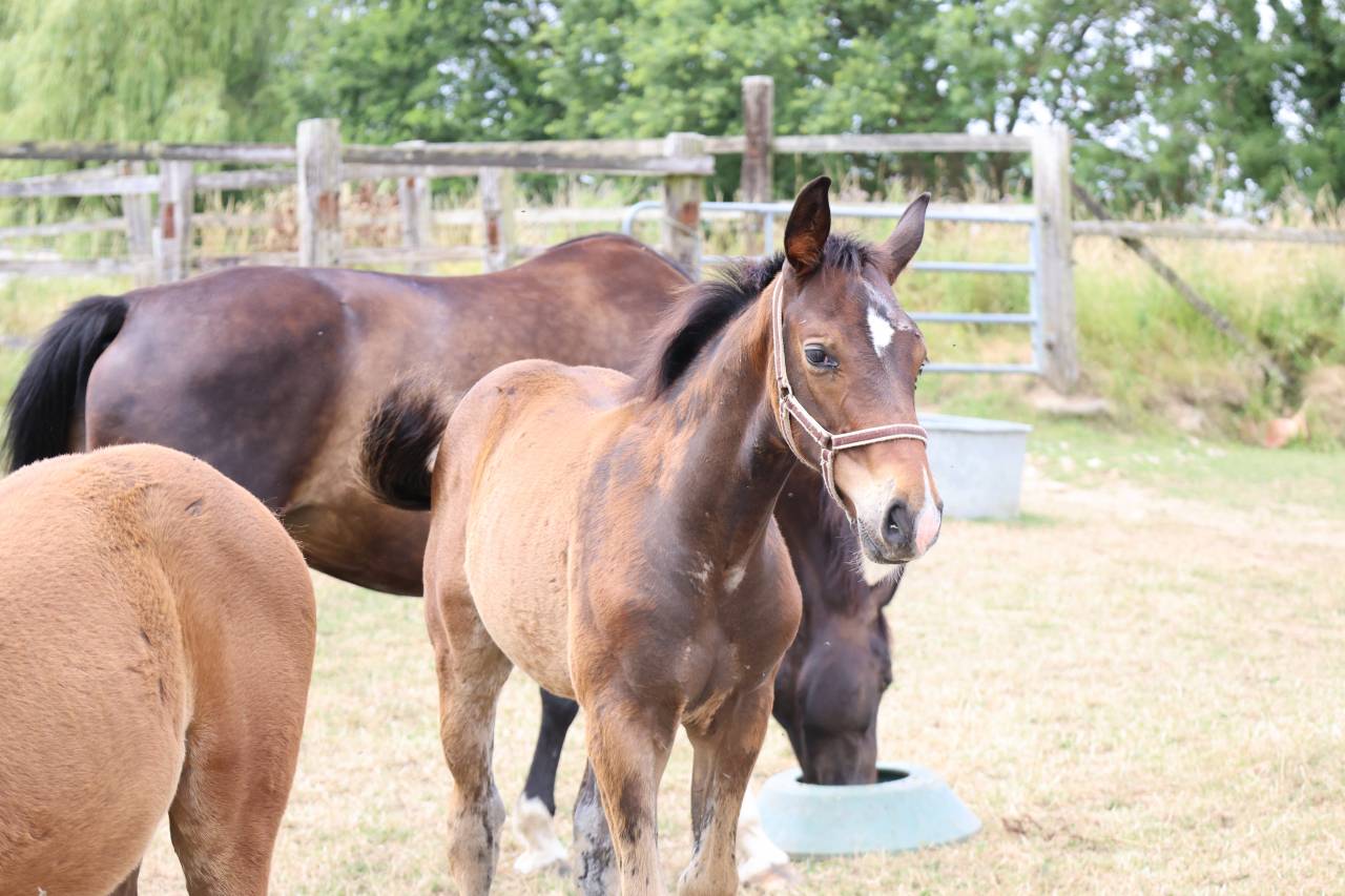 Colt Origin Recorded For sale 2026 Bay