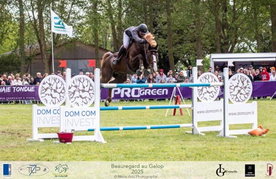 Stallion Selle Fran&ccedil;ais For sale 2016 Liver chestnut