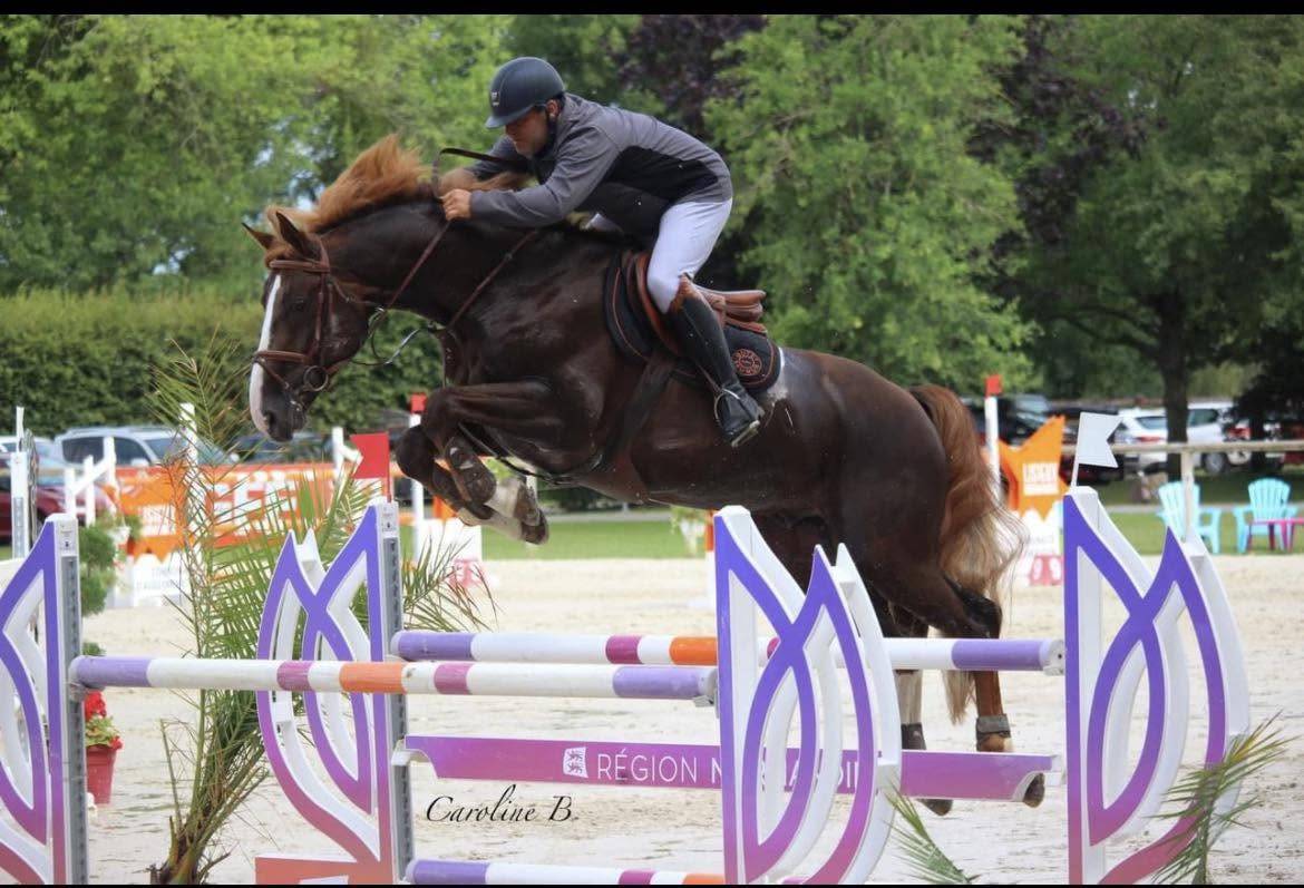Stallion Selle Fran&ccedil;ais For sale 2016 Liver chestnut