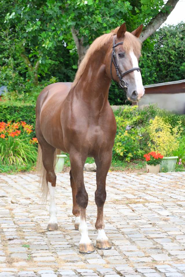 Stallion Selle Fran&ccedil;ais For sale 2016 Liver chestnut