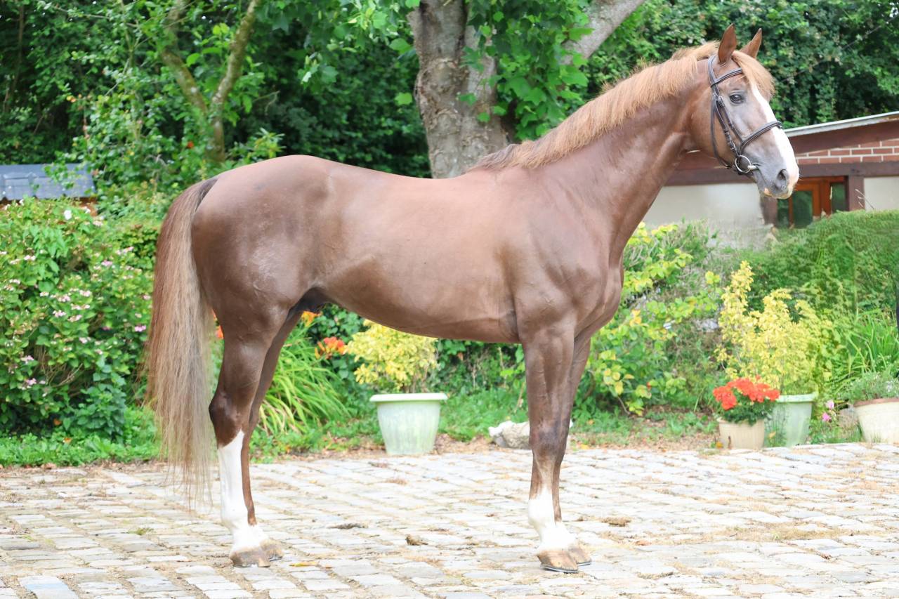 Stallion Selle Fran&ccedil;ais For sale 2016 Liver chestnut