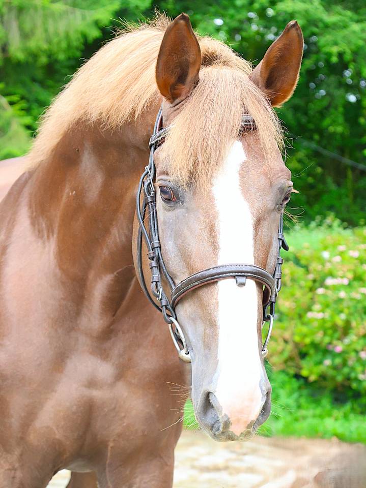 Stallion Selle Fran&ccedil;ais For sale 2016 Liver chestnut