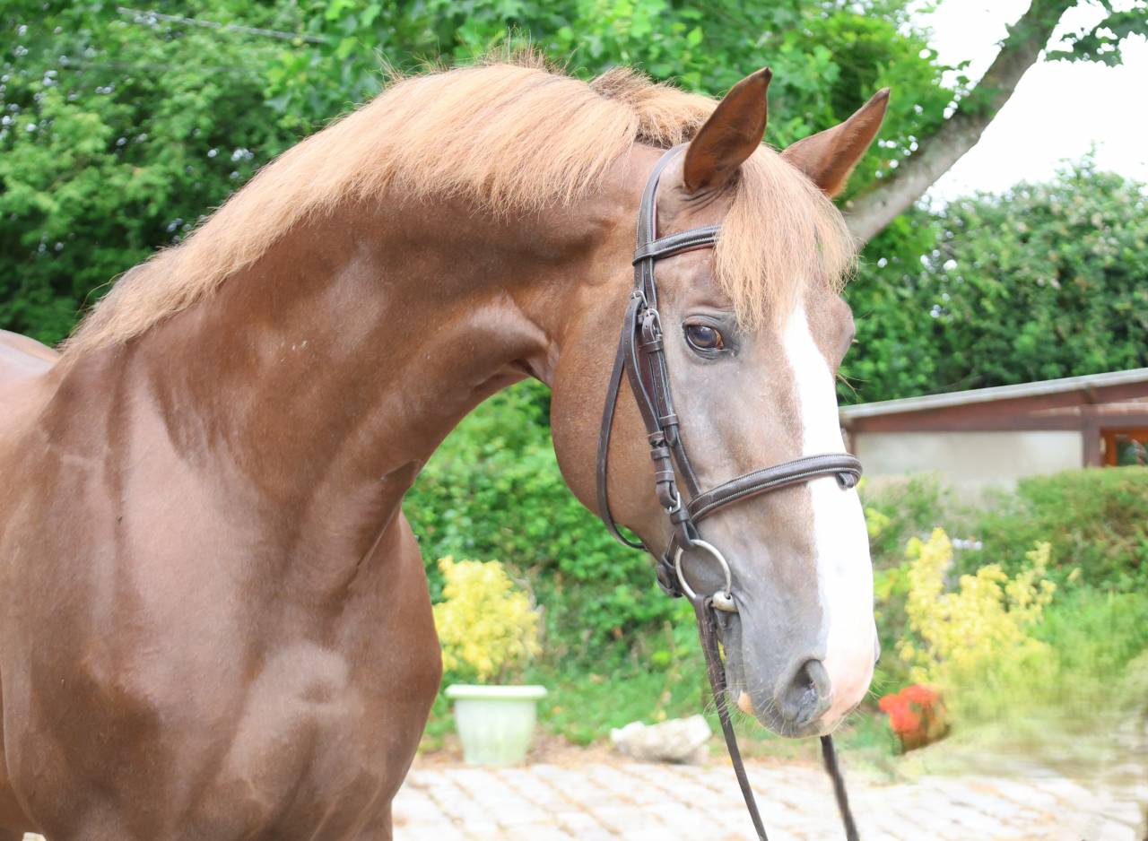 Stallion Selle Fran&ccedil;ais For sale 2016 Liver chestnut