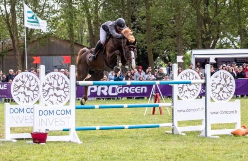 Stallion Selle Fran&ccedil;ais For sale 2016 Liver chestnut