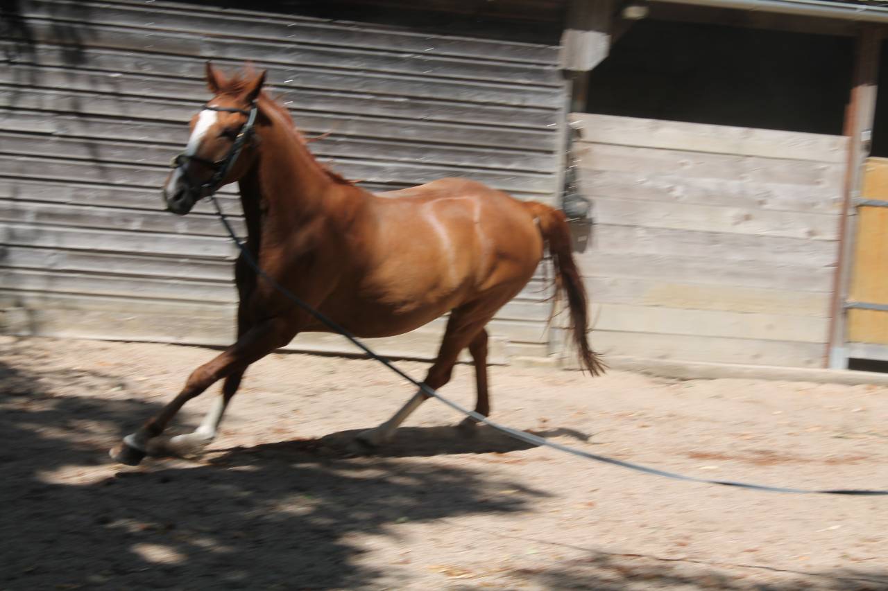 Gelding AES Anglo European Studbook For sale 2019 Chesnut