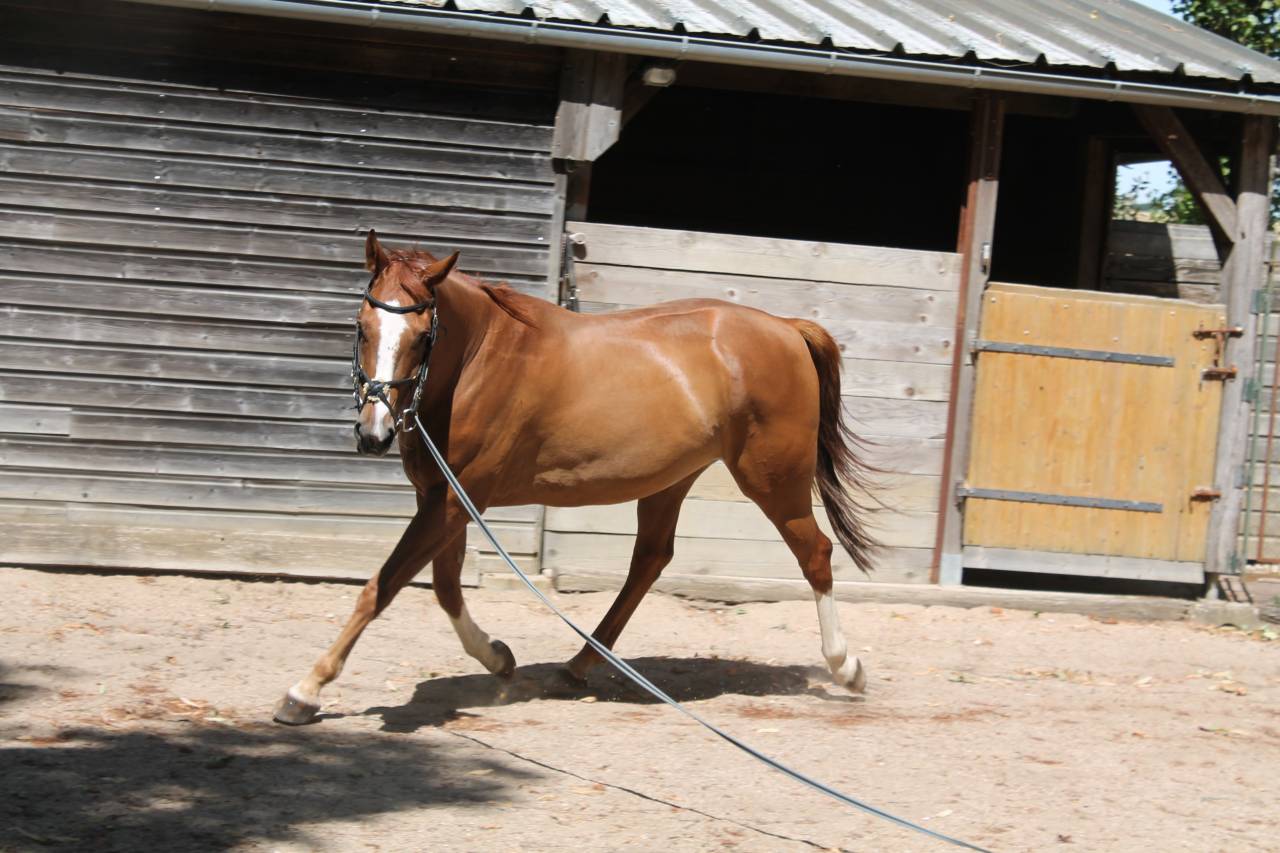 Gelding AES Anglo European Studbook For sale 2019 Chesnut