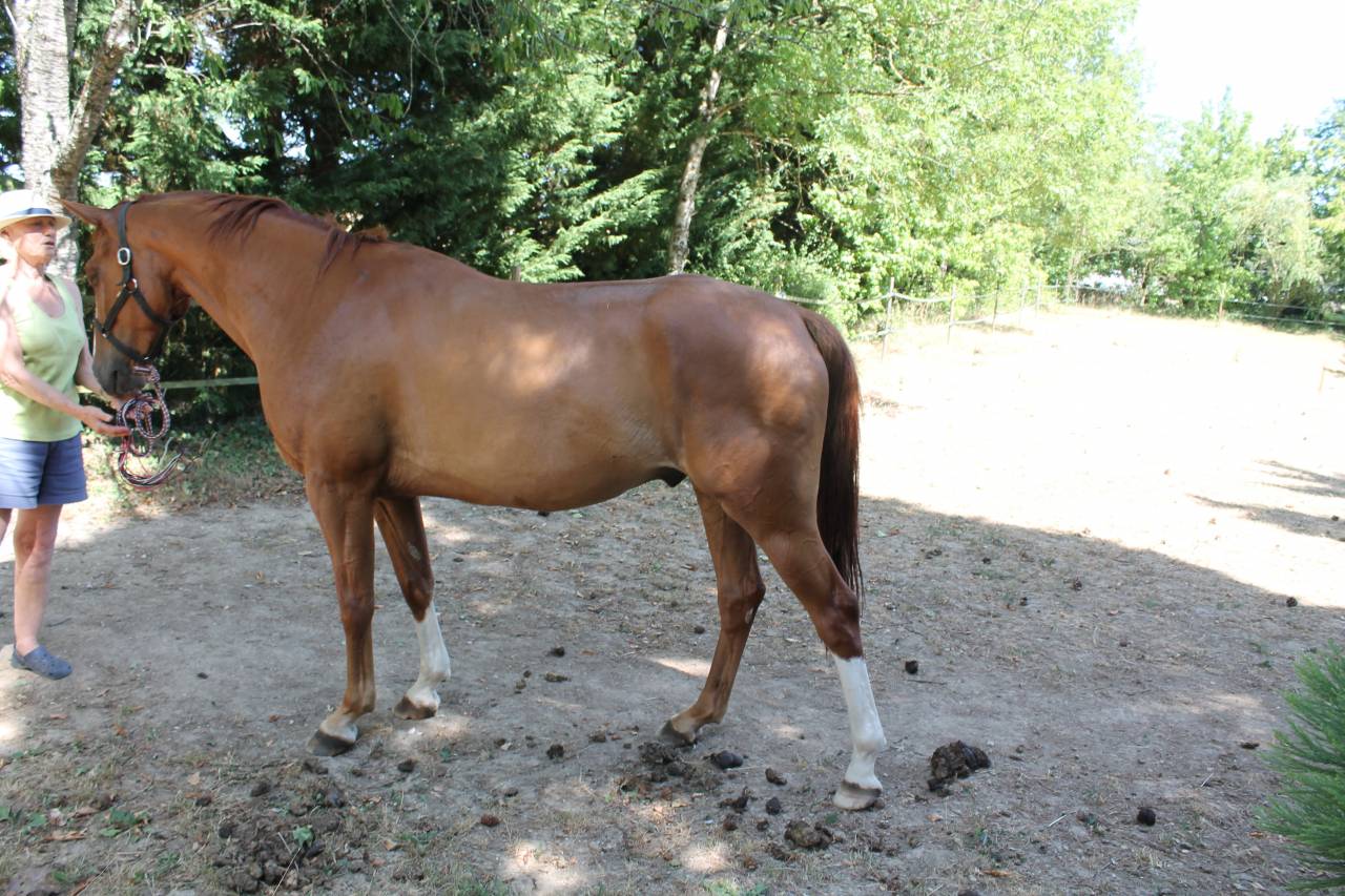 Gelding AES Anglo European Studbook For sale 2019 Chesnut