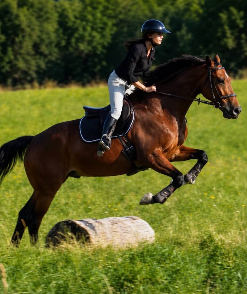 Gelding KWPN Dutch Warmblood For sale 2014 Bay