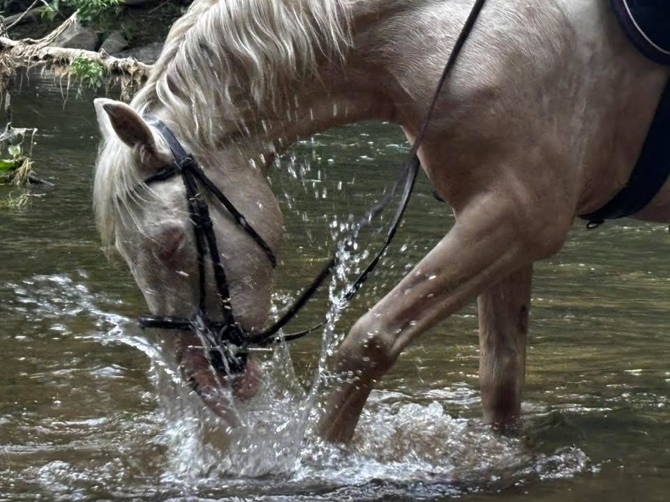 Gelding Origin Recorded For sale 2022 Perlino