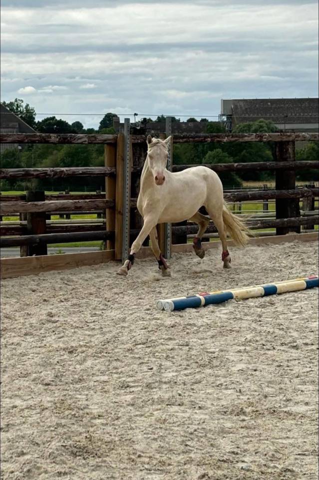 Gelding Origin Recorded For sale 2022 Perlino