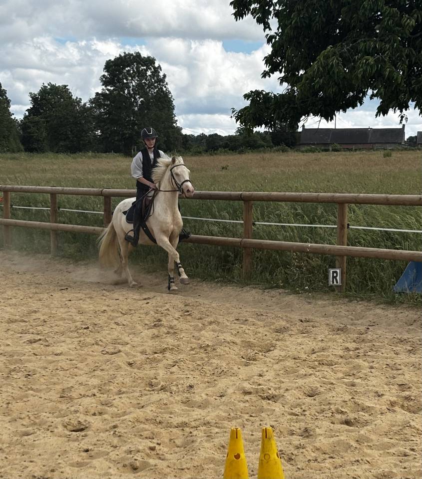Gelding Origin Recorded For sale 2022 Perlino