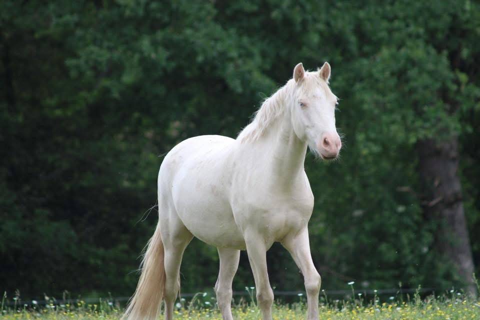 Gelding Origin Recorded For sale 2022 Perlino