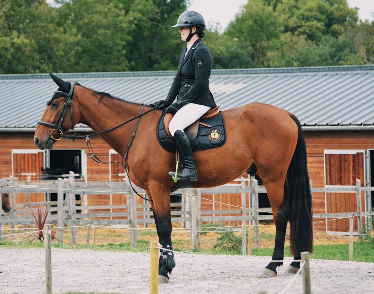 Gelding French Trotter For sale 2020 Bay