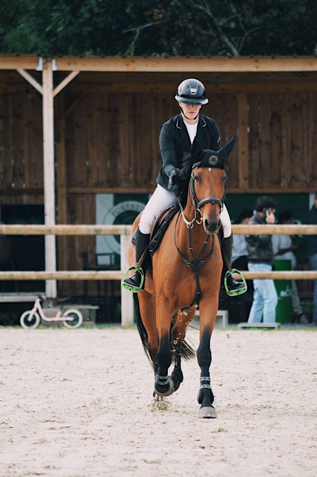 Gelding French Trotter For sale 2020 Bay