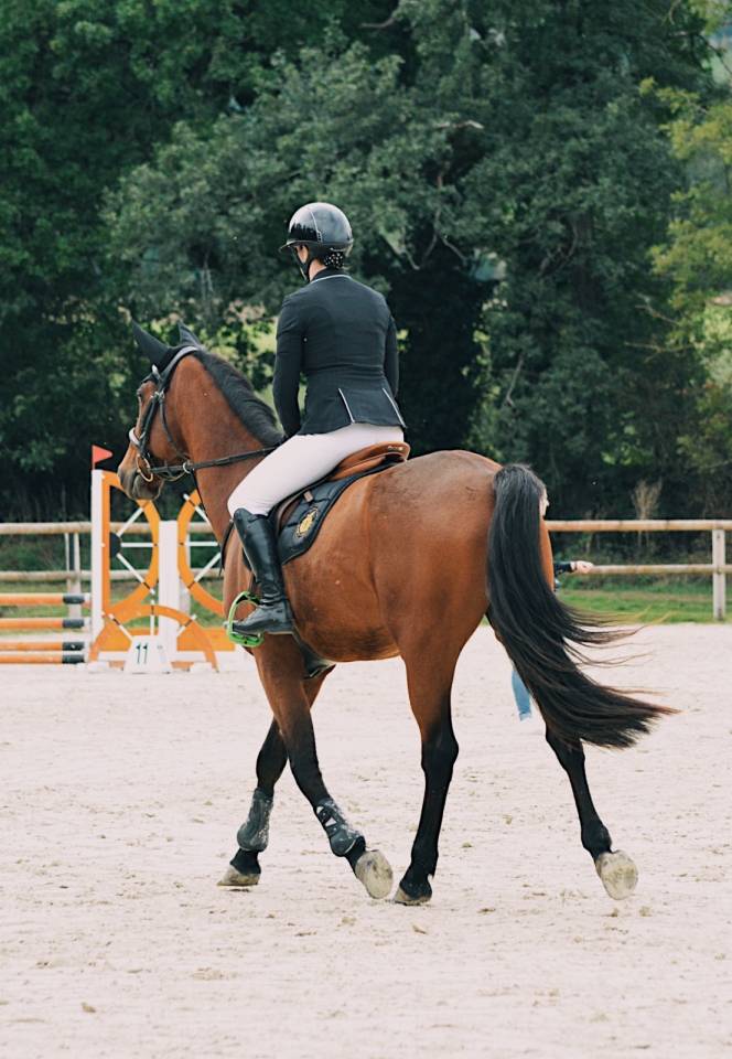 Gelding French Trotter For sale 2020 Bay