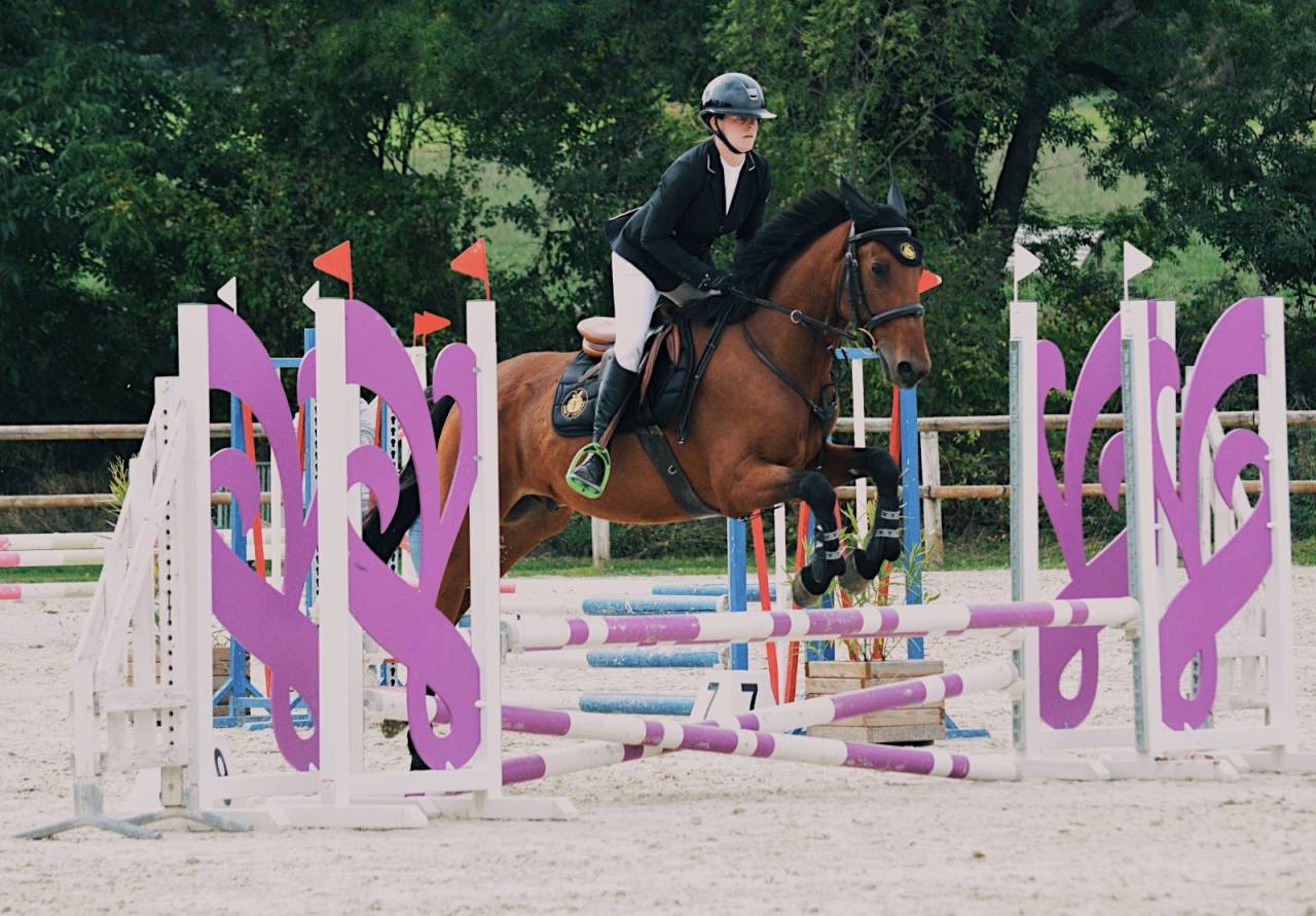 Gelding French Trotter For sale 2020 Bay