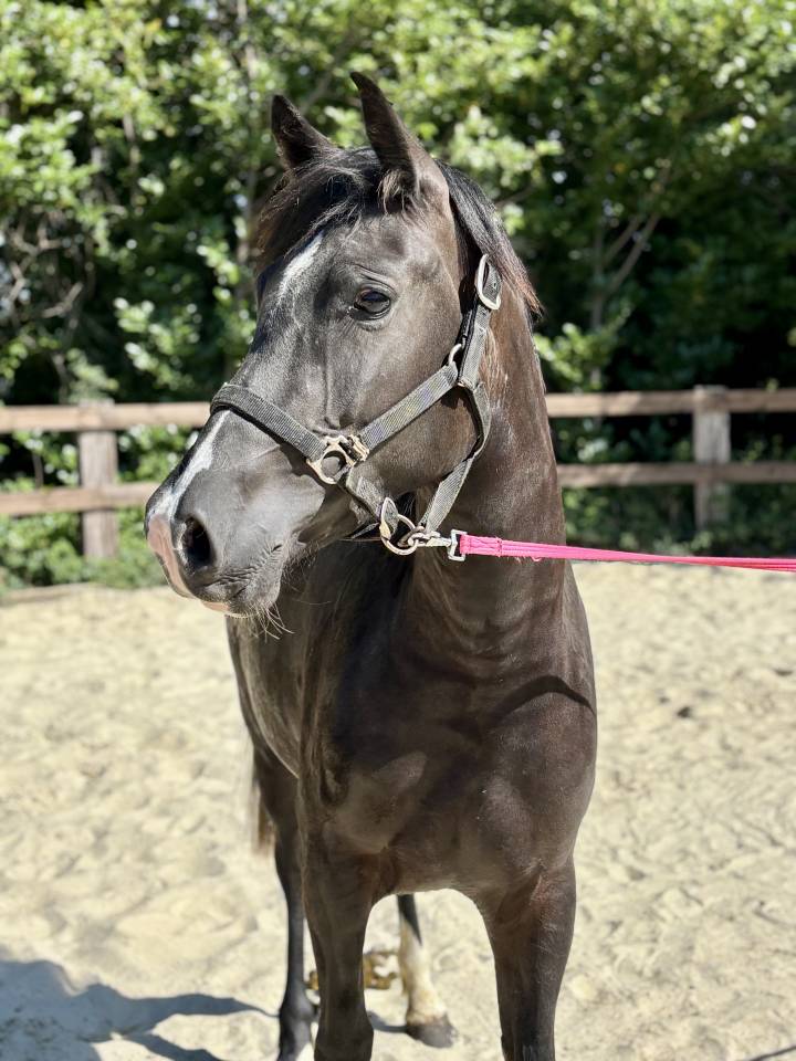Mare New Forest For sale 2023 Black