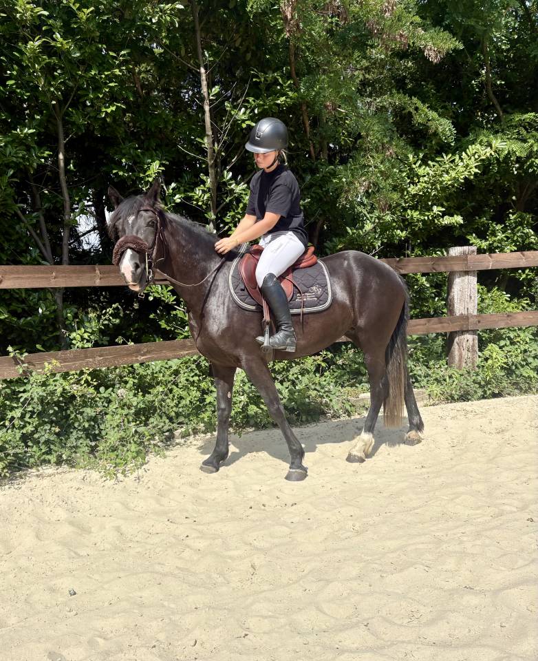 Mare New Forest For sale 2023 Black
