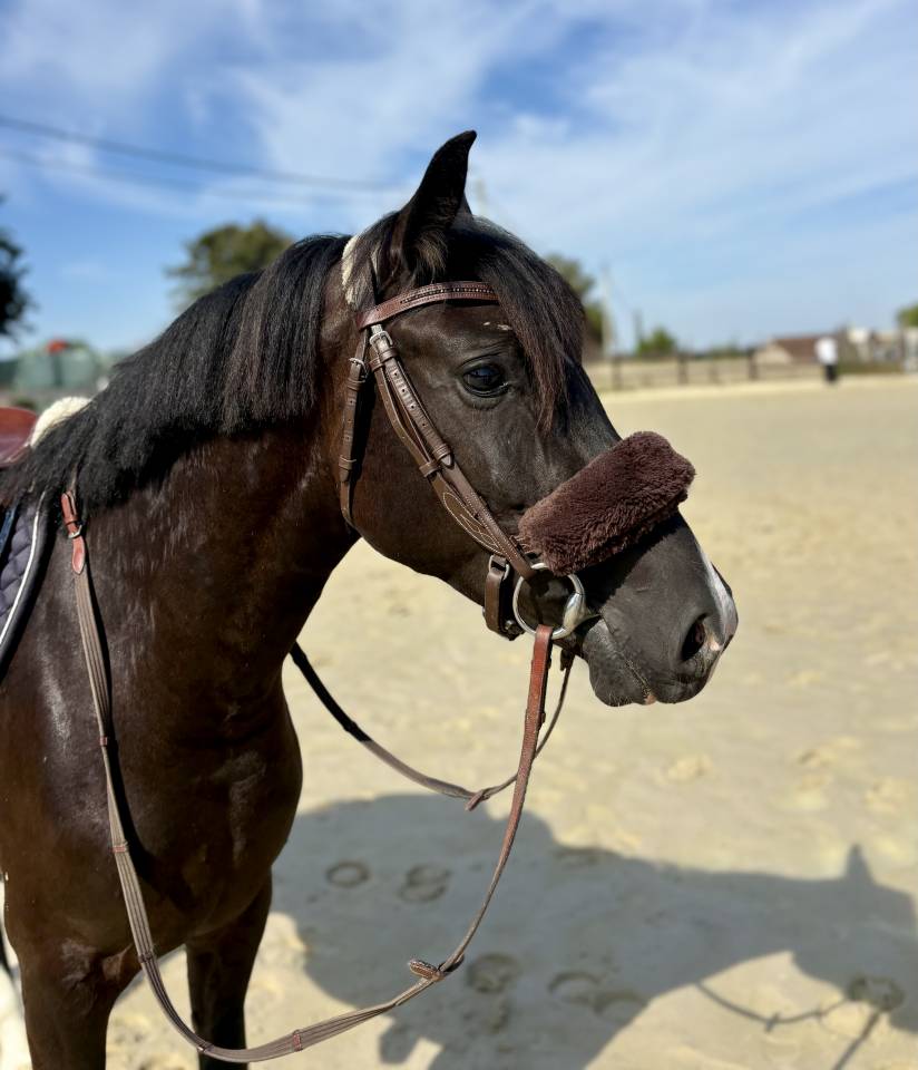 Mare New Forest For sale 2023 Black