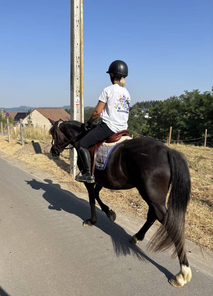 Mare New Forest For sale 2023 Black