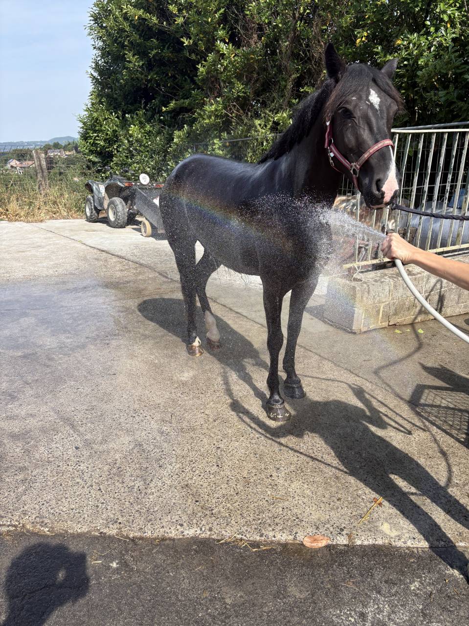 Mare New Forest For sale 2023 Black