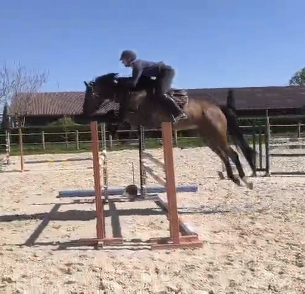 Gelding Selle Fran&ccedil;ais For sale 2021 Bay