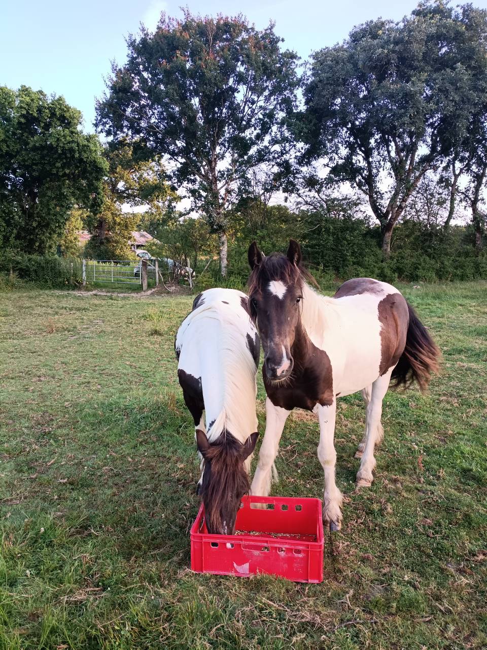 Filly No Origin Recorded For sale 2025 Coloured