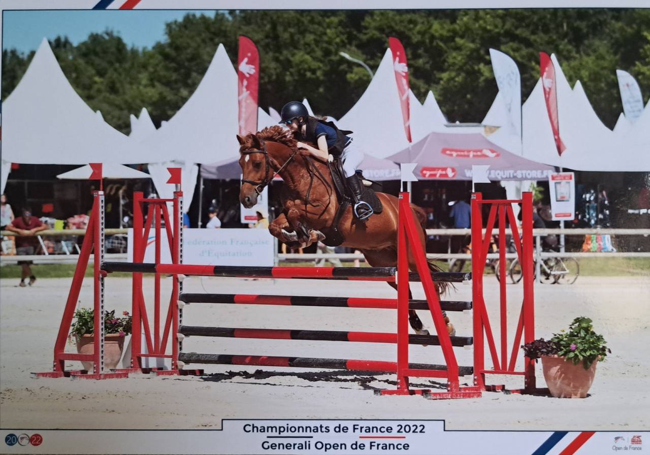 Gelding French Saddle Pony Part-Livery 2011 Liver chestnut