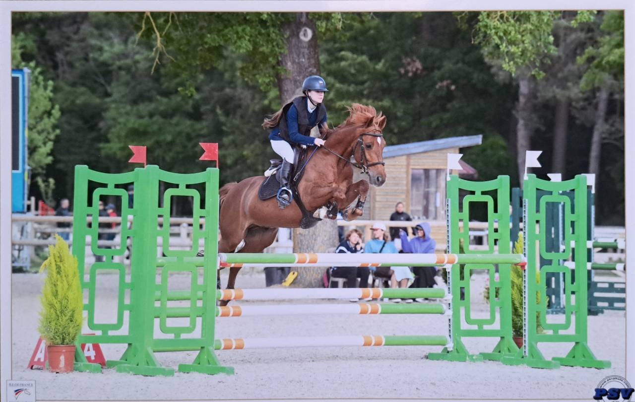 Gelding French Saddle Pony Part-Livery 2011 Liver chestnut
