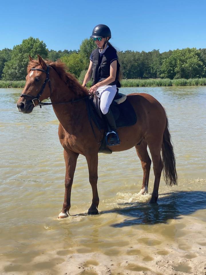 Gelding French Saddle Pony Part-Livery 2011 Liver chestnut