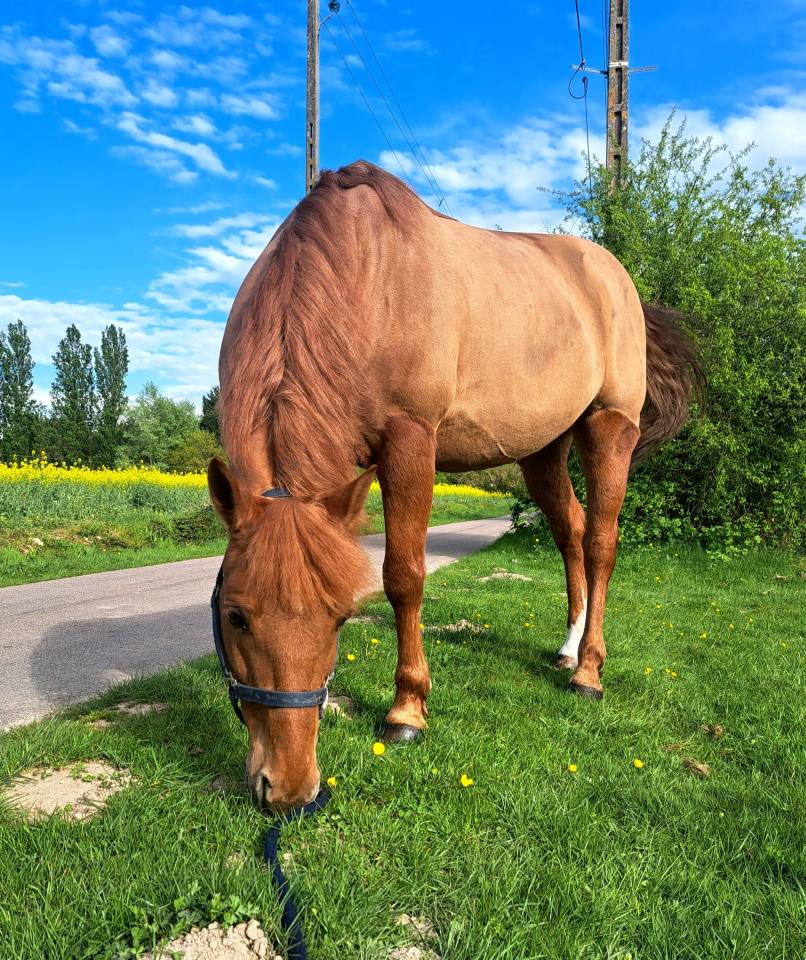 Gelding French Saddle Pony Part-Livery 2011 Liver chestnut