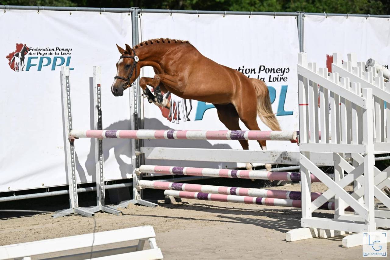 Mare French Saddle Pony For sale 2021 Chesnut