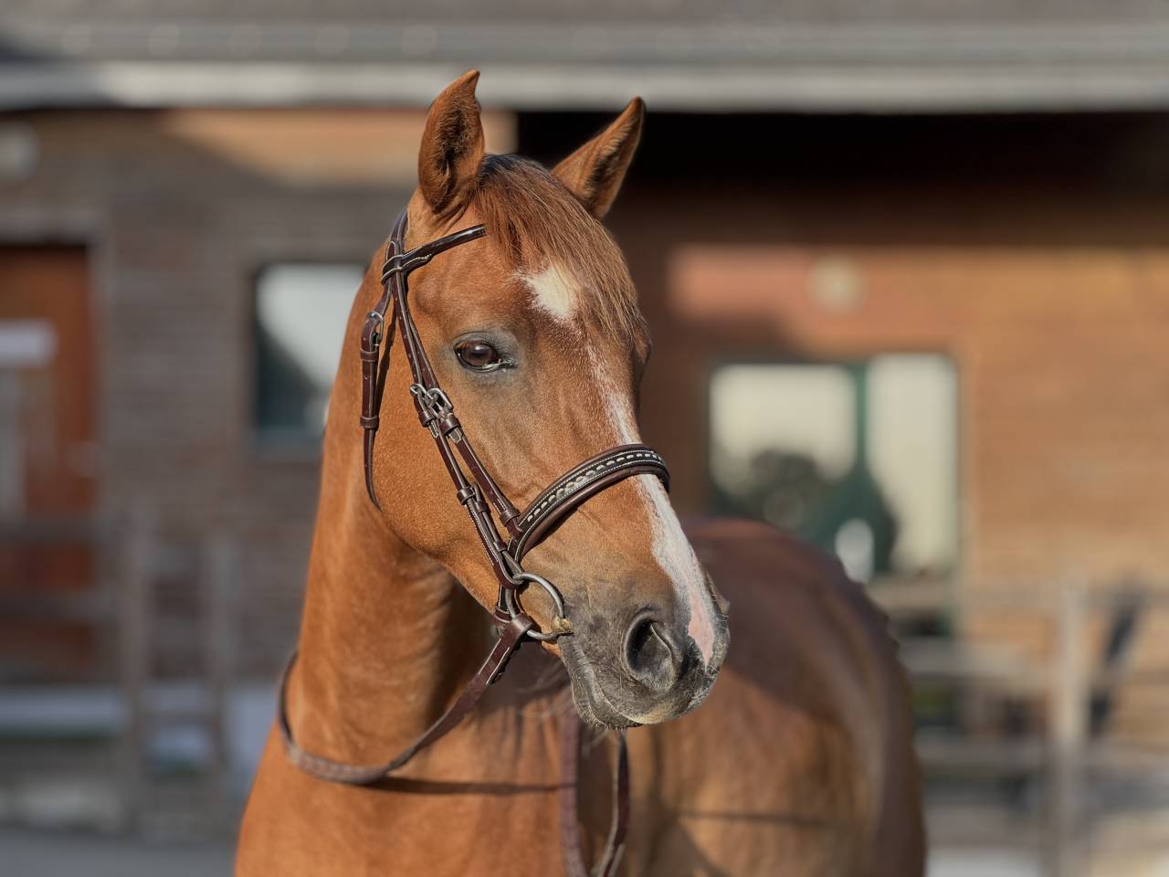 Mare French Saddle Pony For sale 2021 Chesnut
