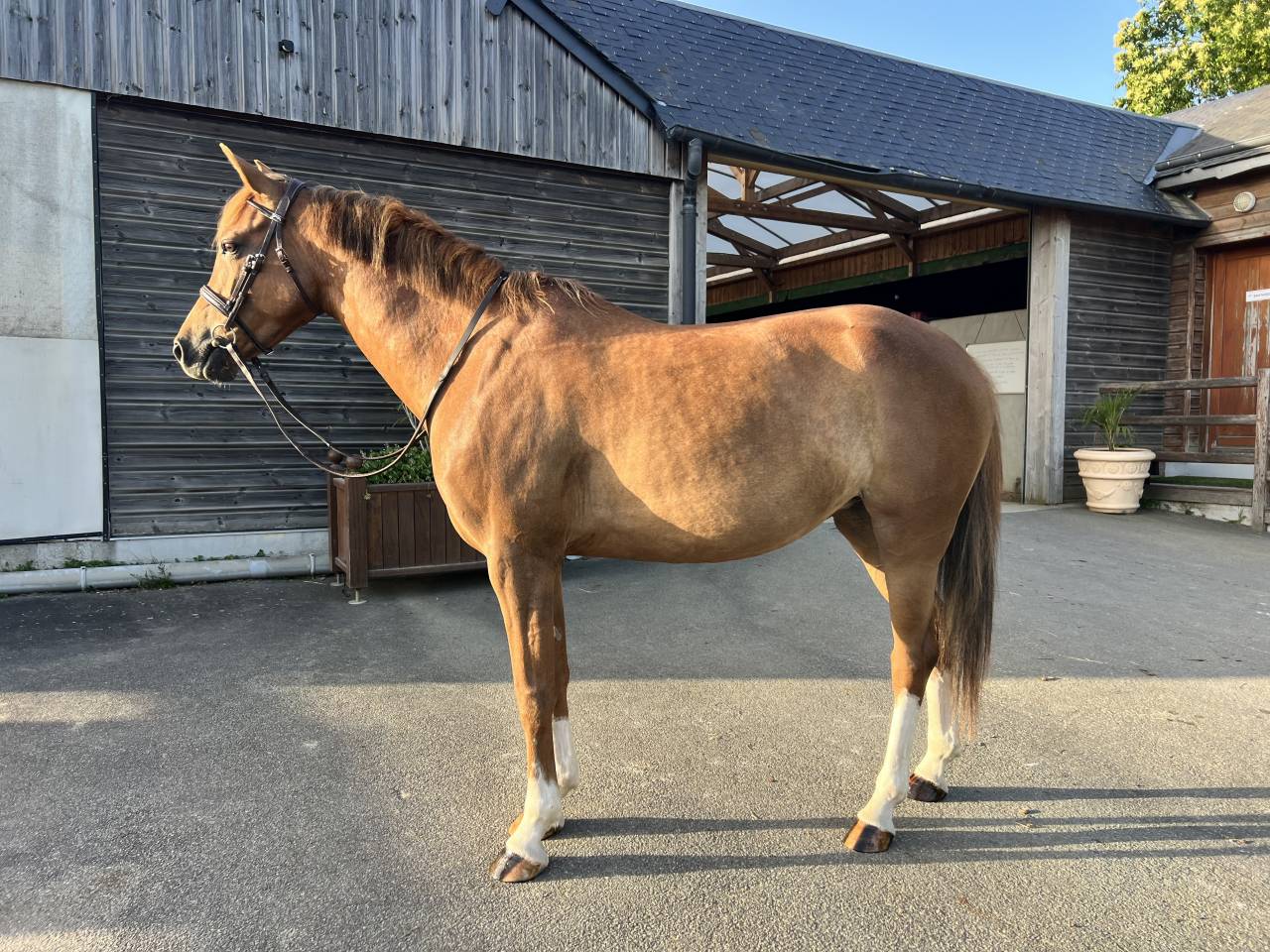 Mare French Saddle Pony For sale 2021 Chesnut