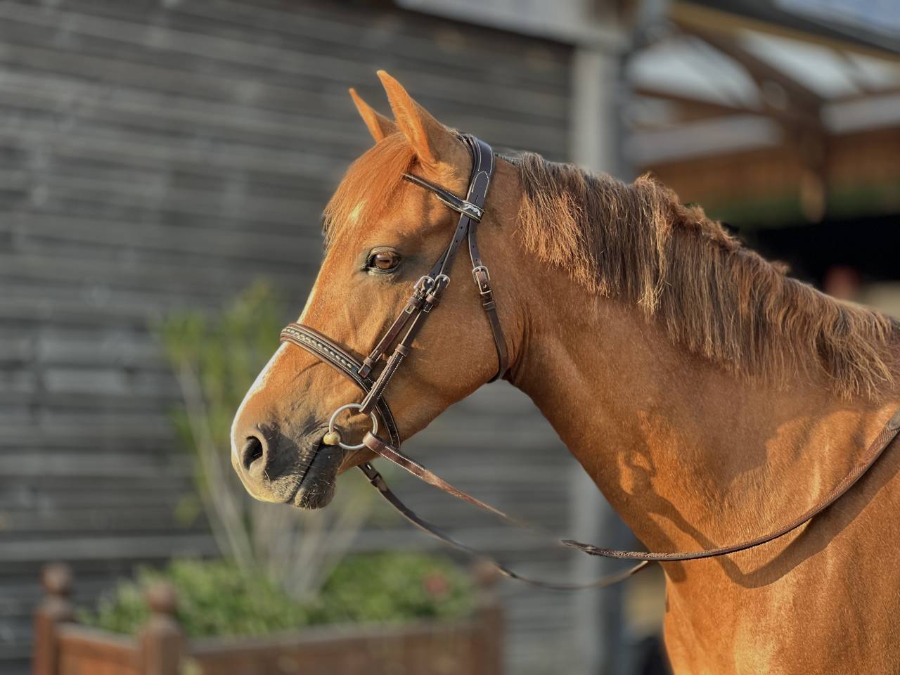 Mare French Saddle Pony For sale 2021 Chesnut