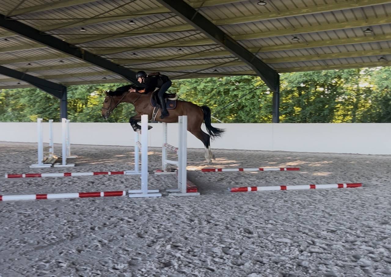 Gelding Selle Fran&ccedil;ais For sale 2021 Bay