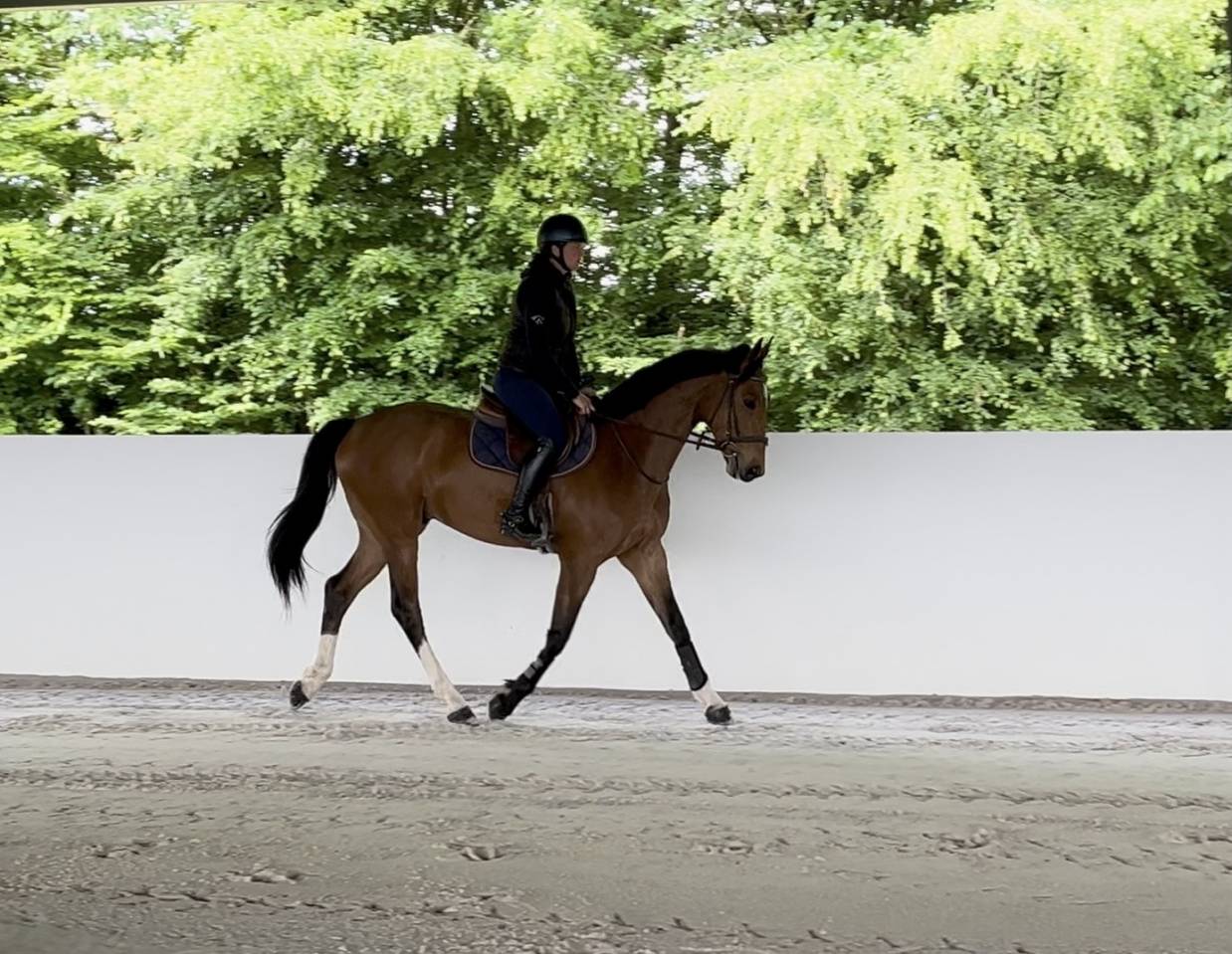 Gelding Selle Fran&ccedil;ais For sale 2021 Bay