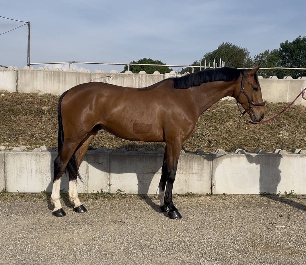 Gelding Selle Fran&ccedil;ais For sale 2021 Bay