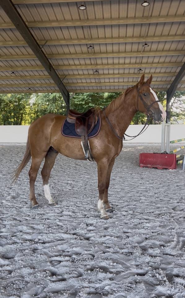 Gelding Selle Fran&ccedil;ais For sale 2023 Chesnut