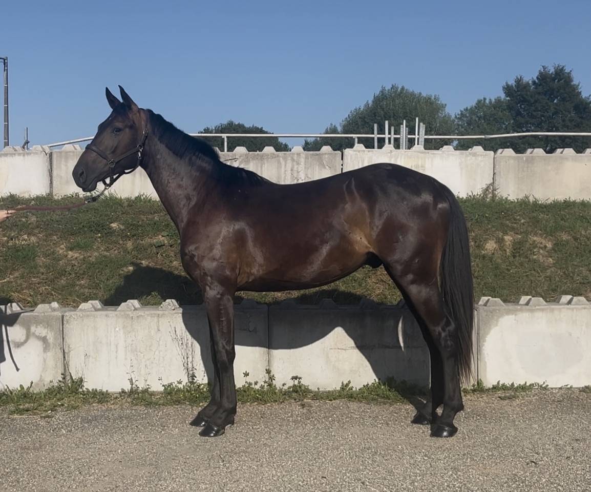 Gelding Zangersheide For sale 2023 Black