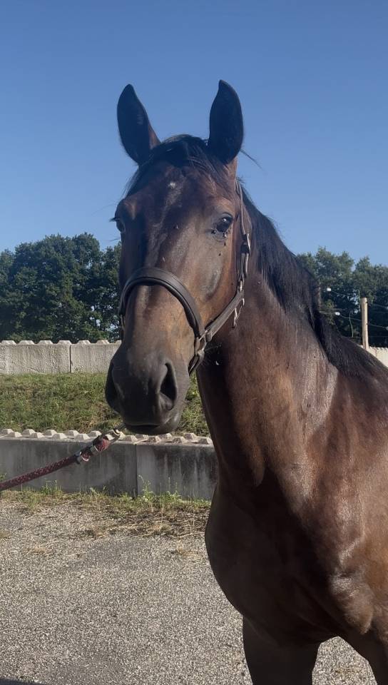 Gelding Zangersheide For sale 2023 Black