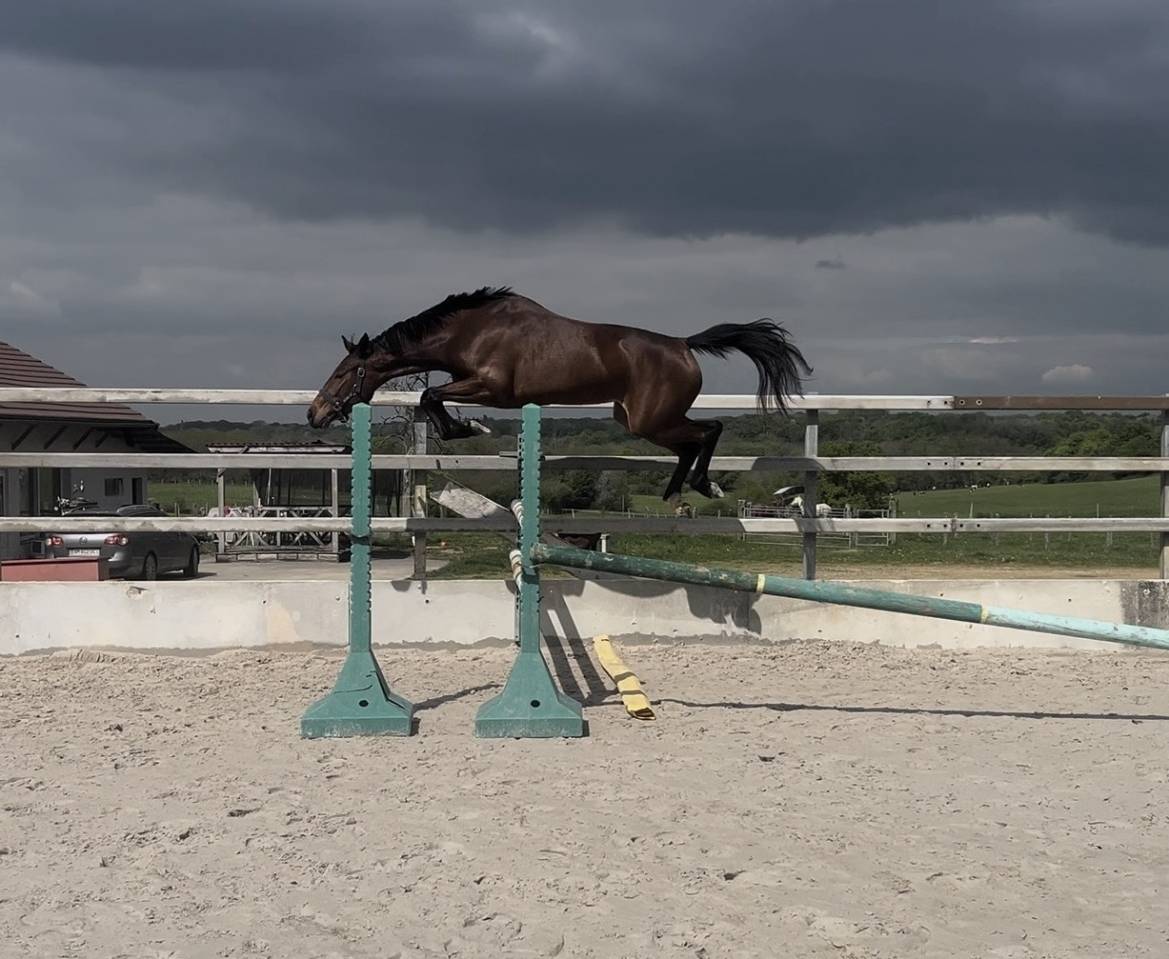 Mare Selle Fran&ccedil;ais For sale 2023 Bay