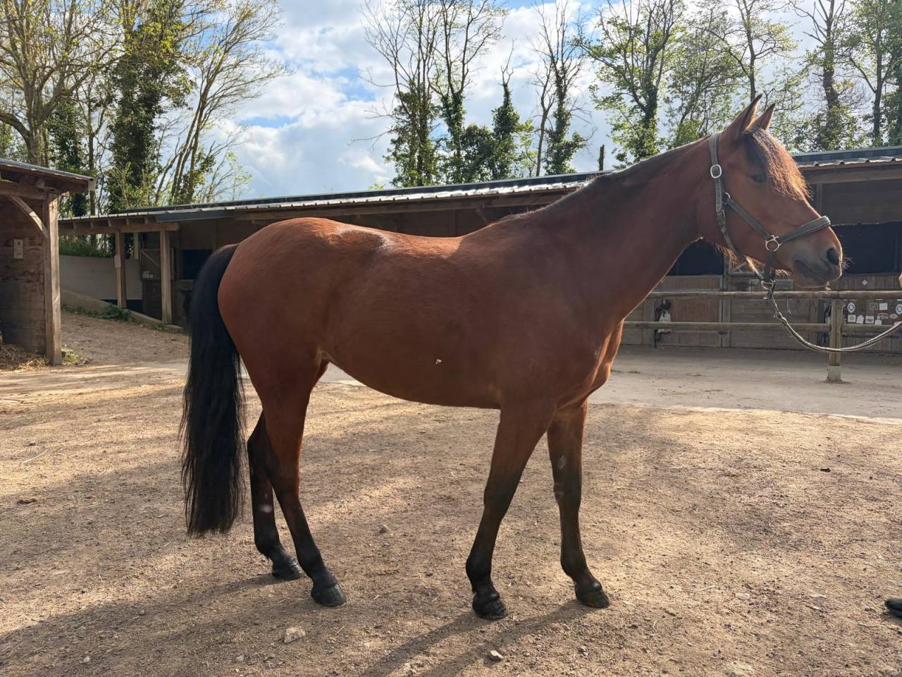 Mare French Saddle Pony For sale 2020 Bay