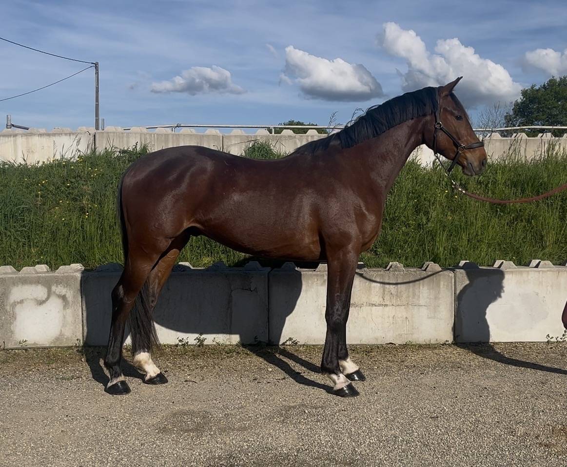 Gelding Origin Recorded For sale 2023 Bay