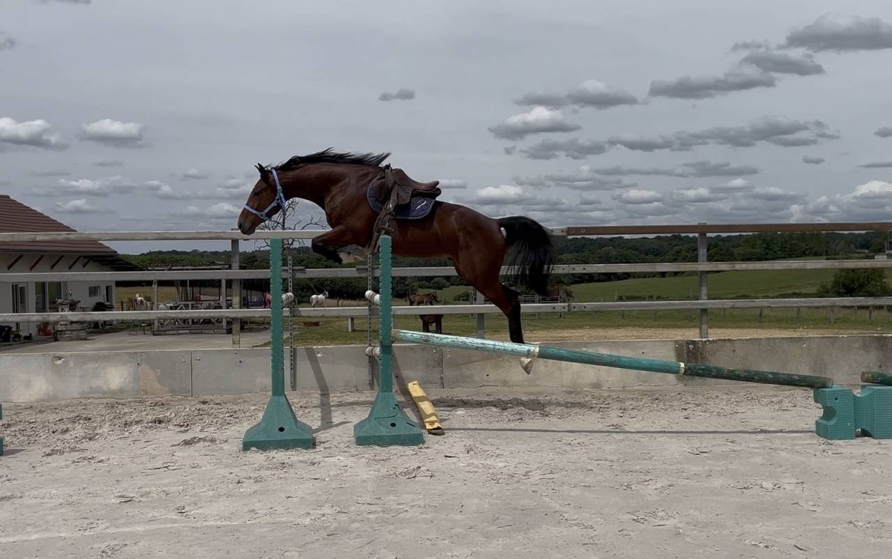Gelding Origin Recorded For sale 2023 Bay