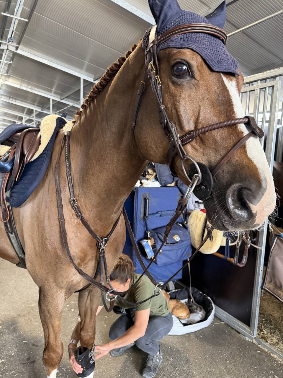 Gelding BWP Belgian Warmblood For sale 2011 Chesnut