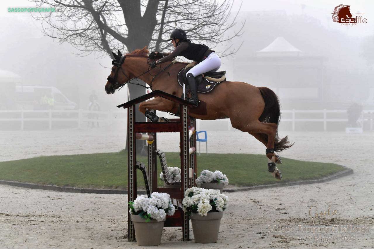 Gelding BWP Belgian Warmblood For sale 2011 Chesnut