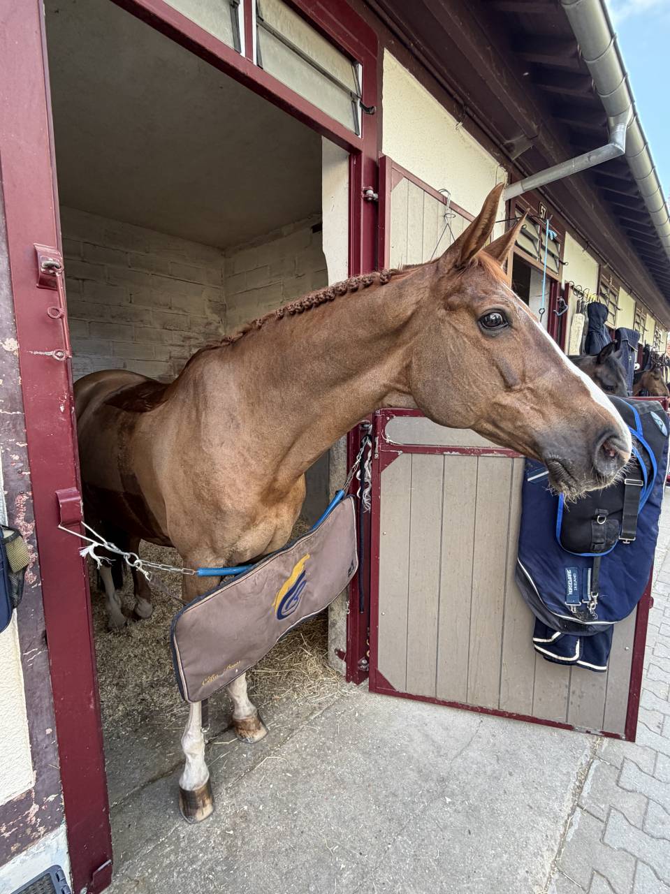 Gelding BWP Belgian Warmblood For sale 2011 Chesnut