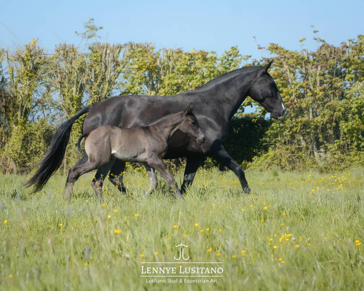 Broodmare Lusitano For sale 2017 Black